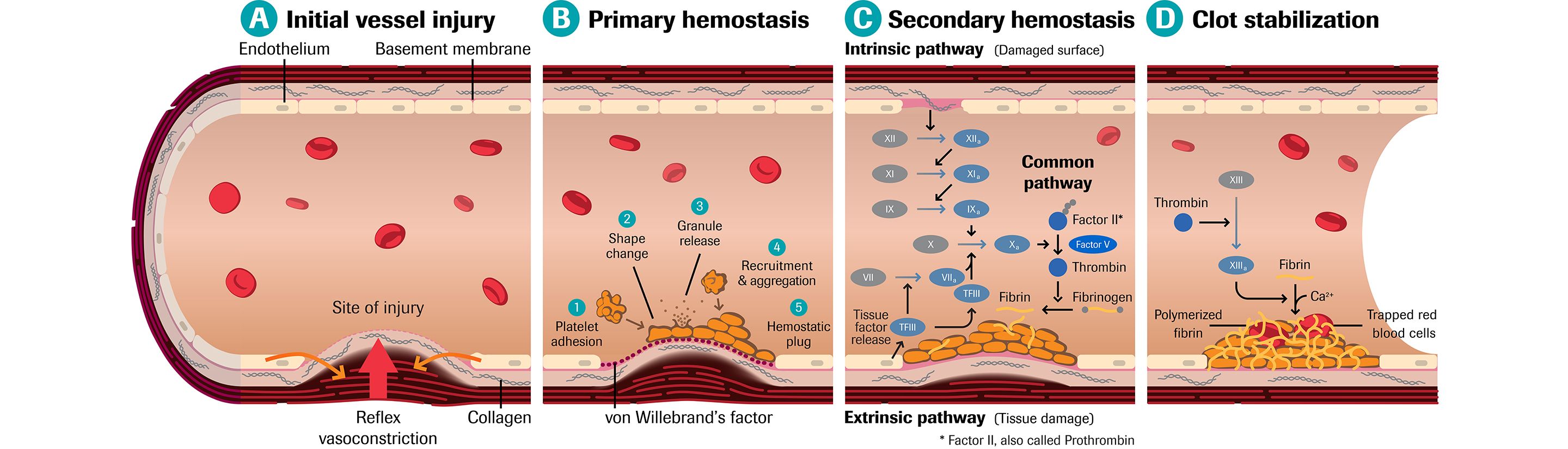 Thrombophilia