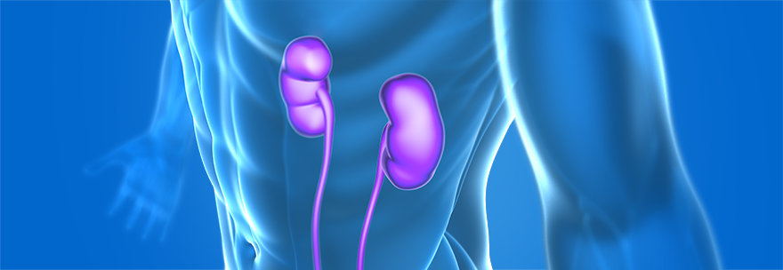 transplant transmitted infection impacting the kidney