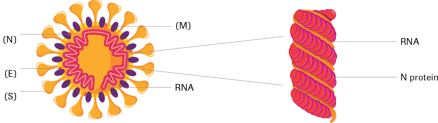エクルーシス試薬 Sars Cov 2 Ag ロシュ ダイアグノスティックス