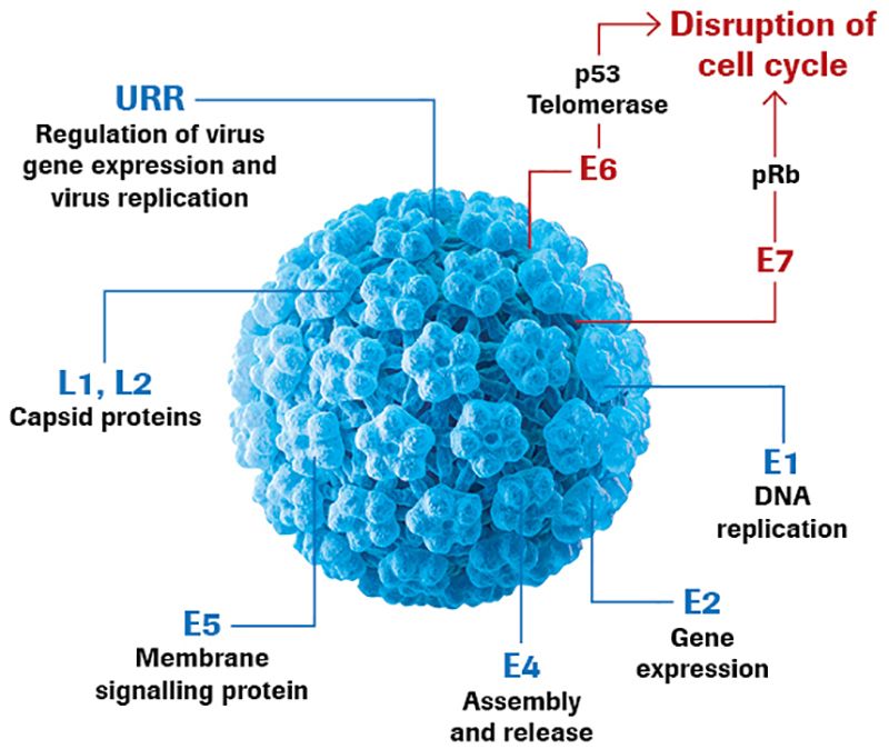 HPV mRNA Probes Biology Diagrams
