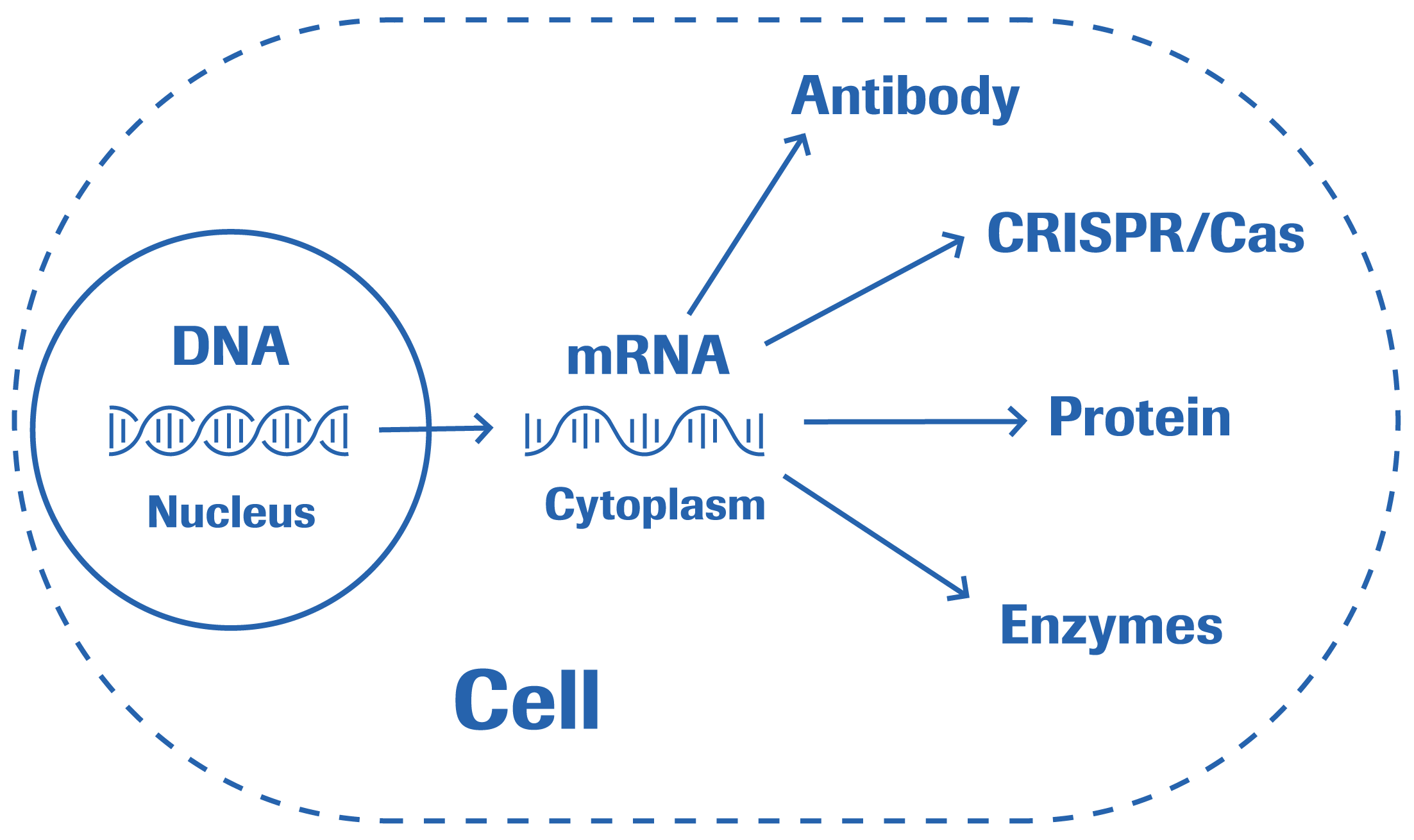 Understanding mRNA technology as platform for biopharma