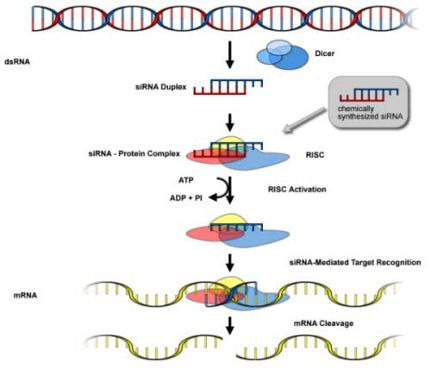 mRNA Silencing by RNA Interference