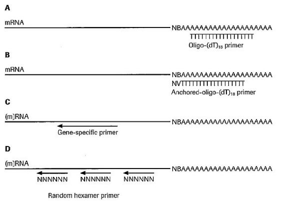 Reverse Transcription Technology